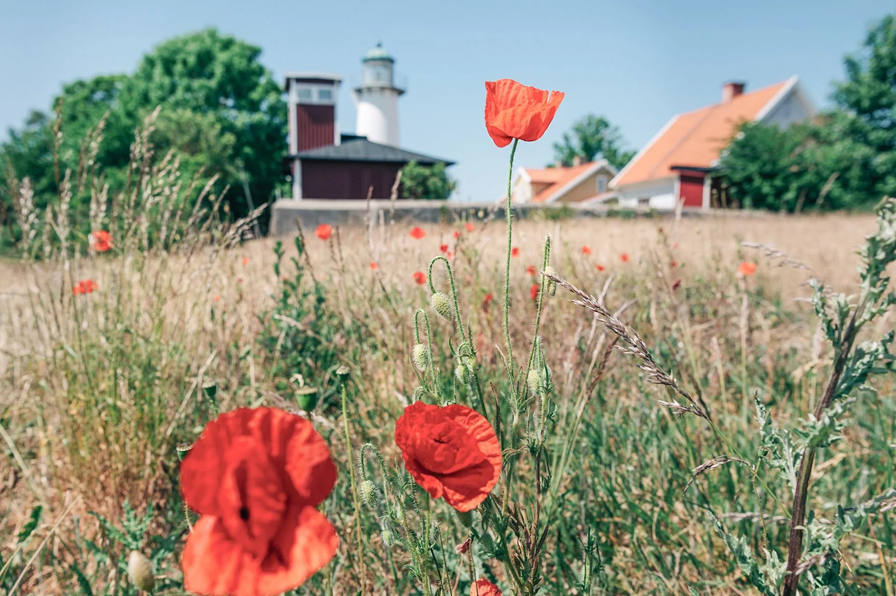 A field of red poppies with a lighthouse and houses in the background under a clear blue sky.