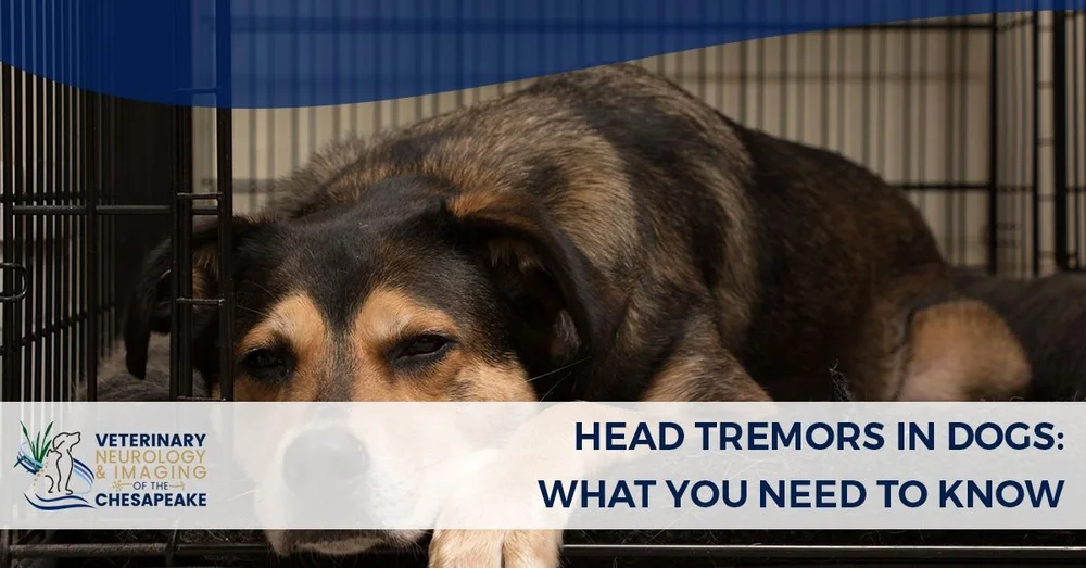 HEAD TREMORS IN DOGS: WHAT YOU NEED TO KNOW — vetneurochesapeake