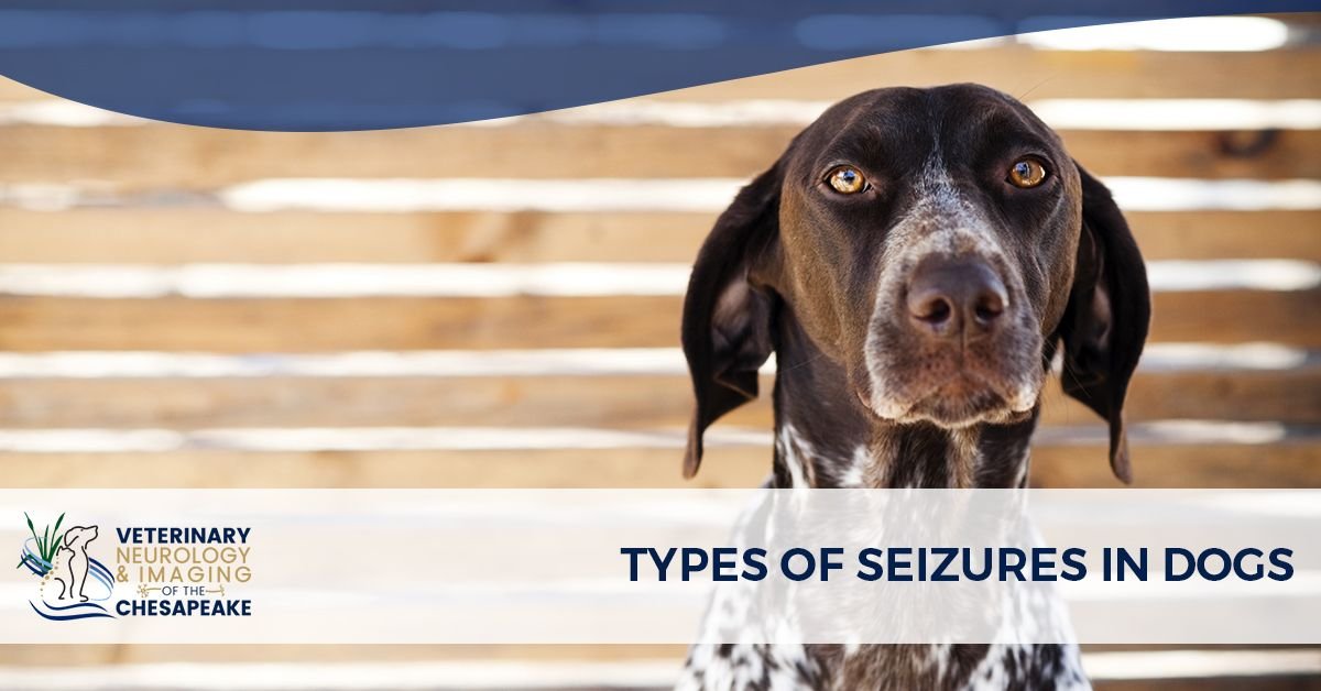 Do's and Don'ts of Seizures in Pets - Veterinarian in