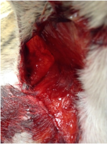 HBOTZ-left-foreleg-wound.png
