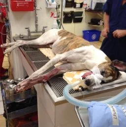 Examples of Enhancing Treatment &amp; Care with Hyperbaric Oxygen Therapy (HBOT): &nbsp;Adjunctive HBOT in the Treatment of Multiple Wounds from Entanglement with Wire Fence