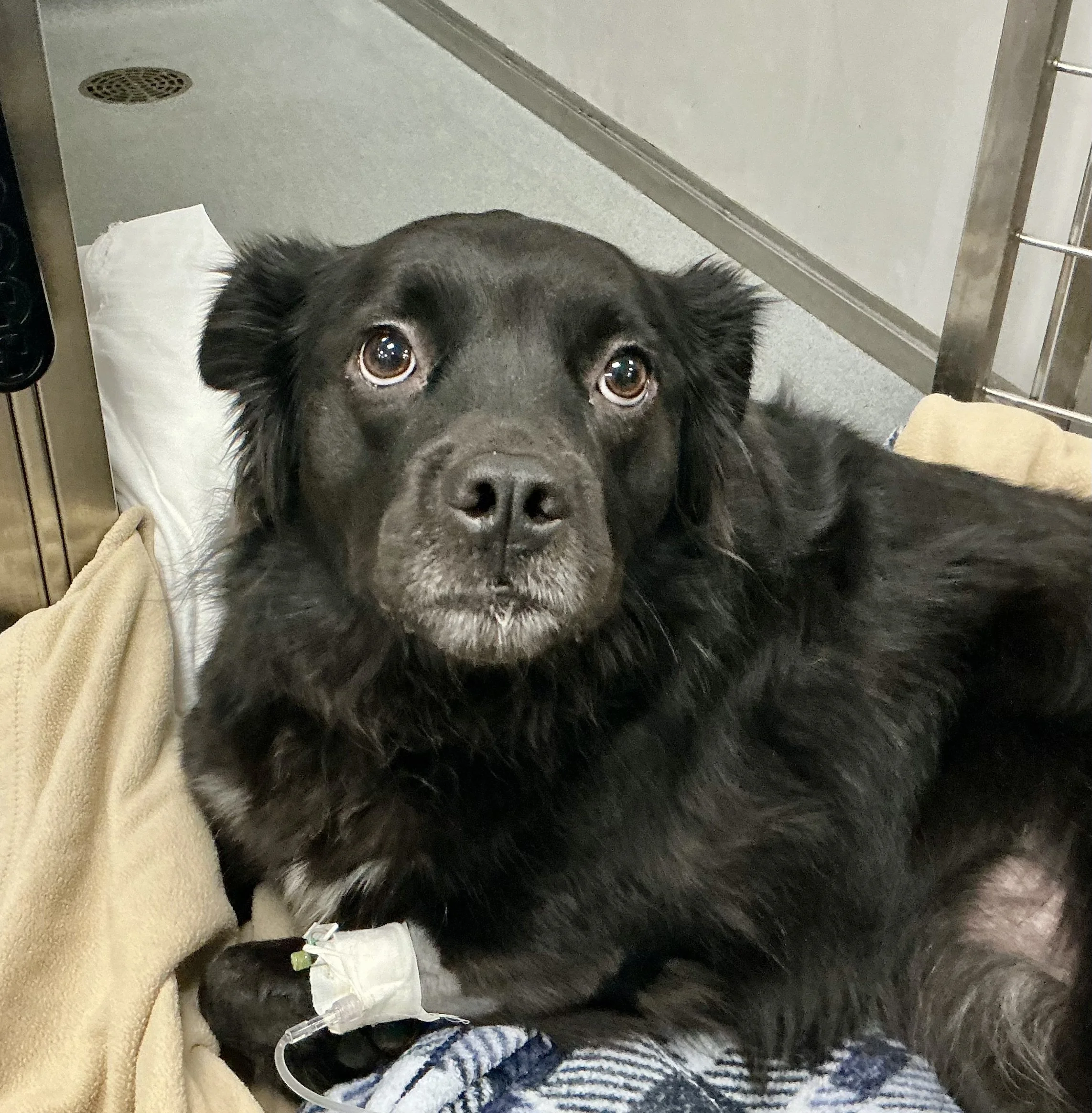 Emergency MRI Reveals ANNPE: Kali’s Rapid Road to Recovery