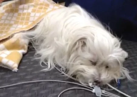 Examples of Enhancing Treatment &amp; Care with Hyperbaric Oxygen Therapy (HBOT): Adjunctive HBOT in a Case with Complete Global Ischemia (CGI)