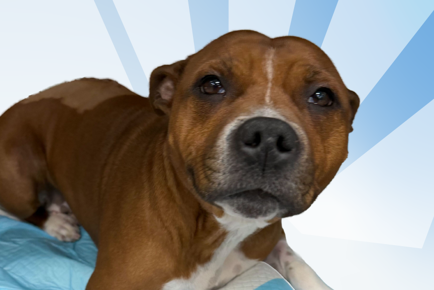 Emergency IVDD Surgery in Dogs: Misty’s Three-Site Hemilaminectomy Success Story