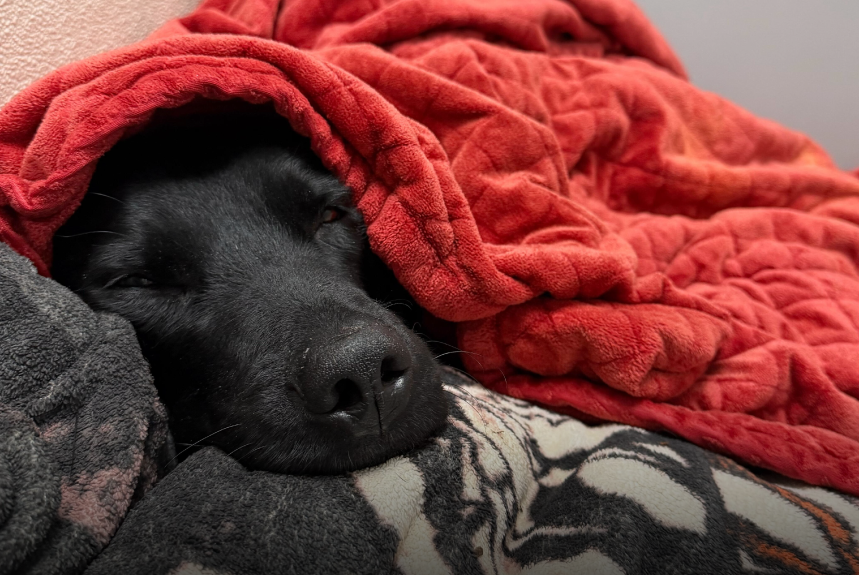 Can Big Dogs Get Slipped Discs? A Black Lab’s IVDD Case