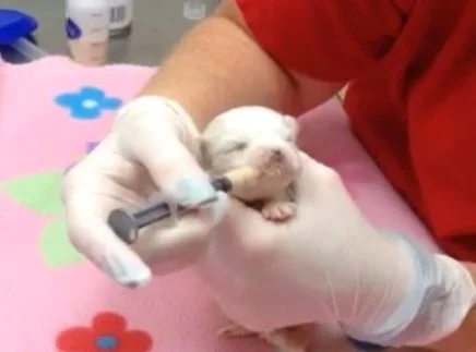 Anemia-Puppy-Syringe.jpg