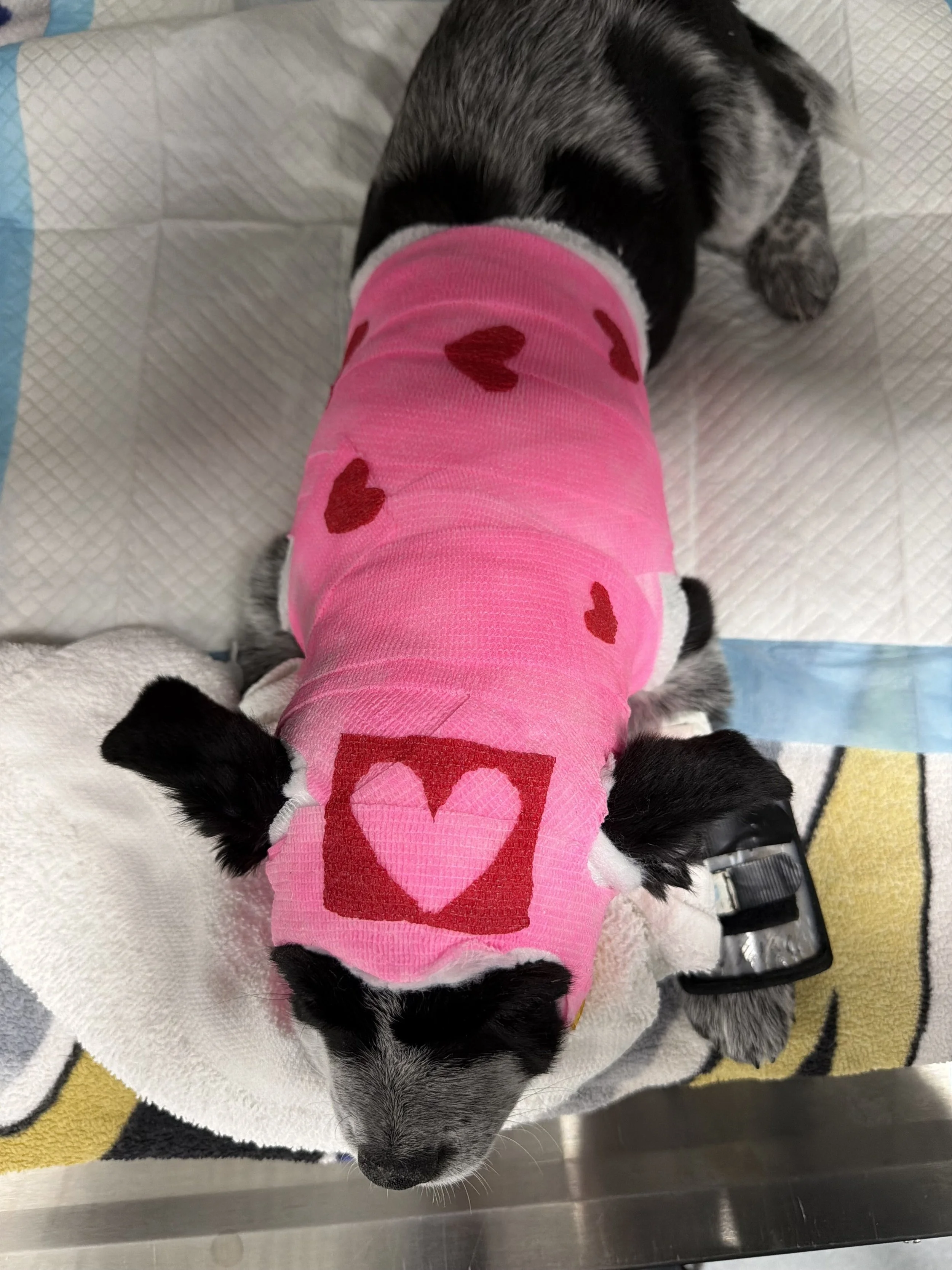 Steeley 1st Bandage.jpeg