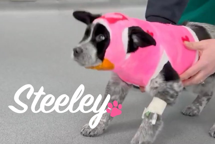 Non-Surgical Treatment for a Puppy Spinal Fracture: A Case Study