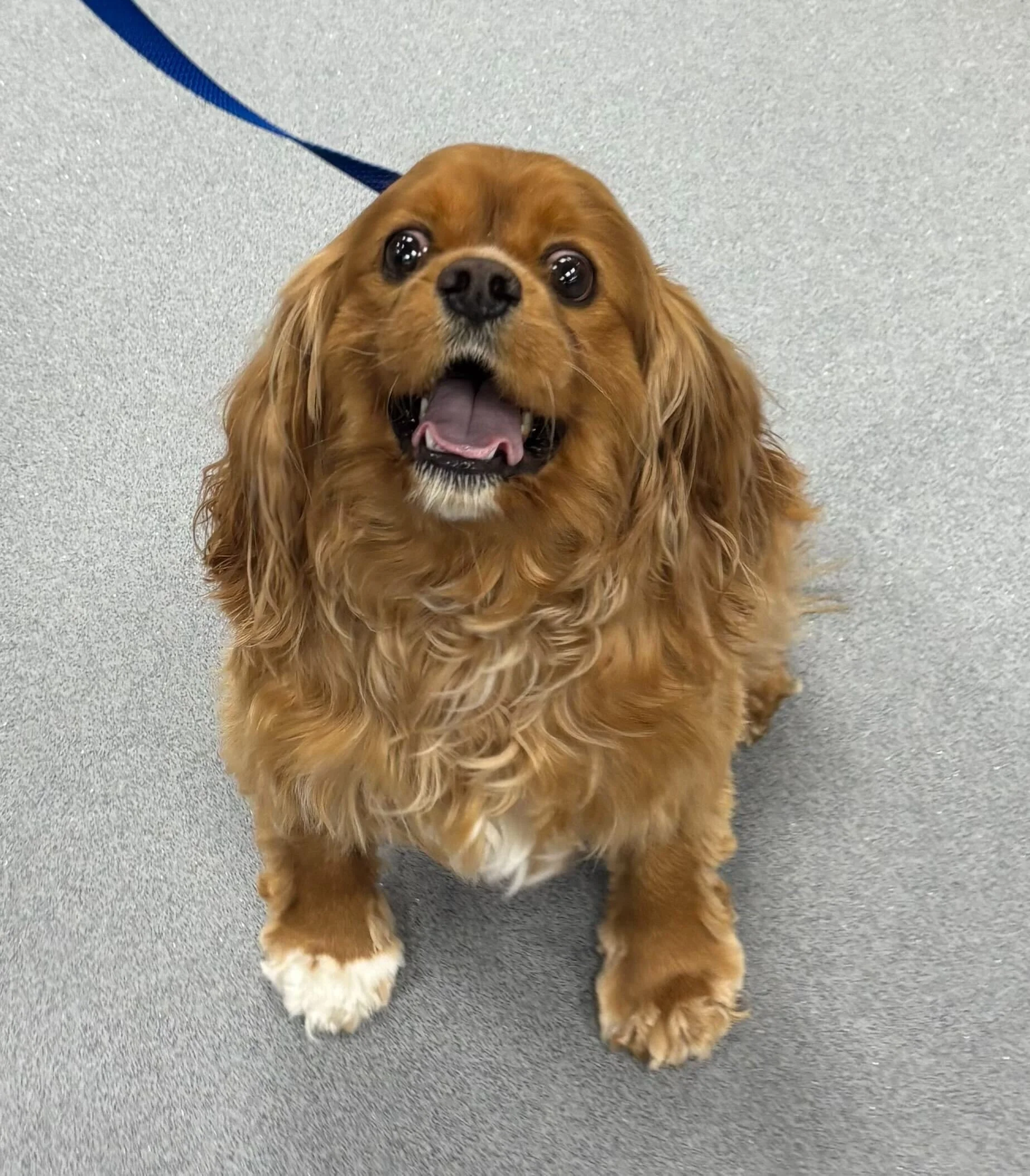 Ollie the Very Happy Cavalier King Charles Spaniel, A Case Study: Meningoencephalitis of Unknown Etiology (MUE)