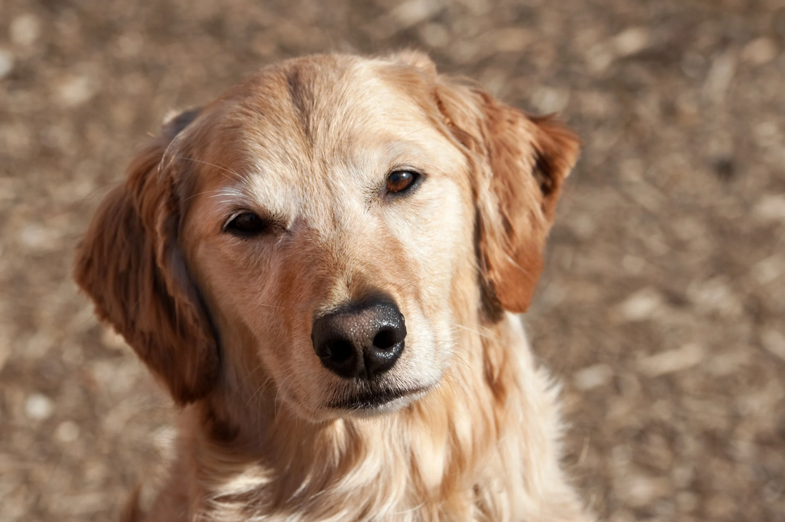 Old-Golden-PRINT_RL-DSC_3792-Edit.jpg