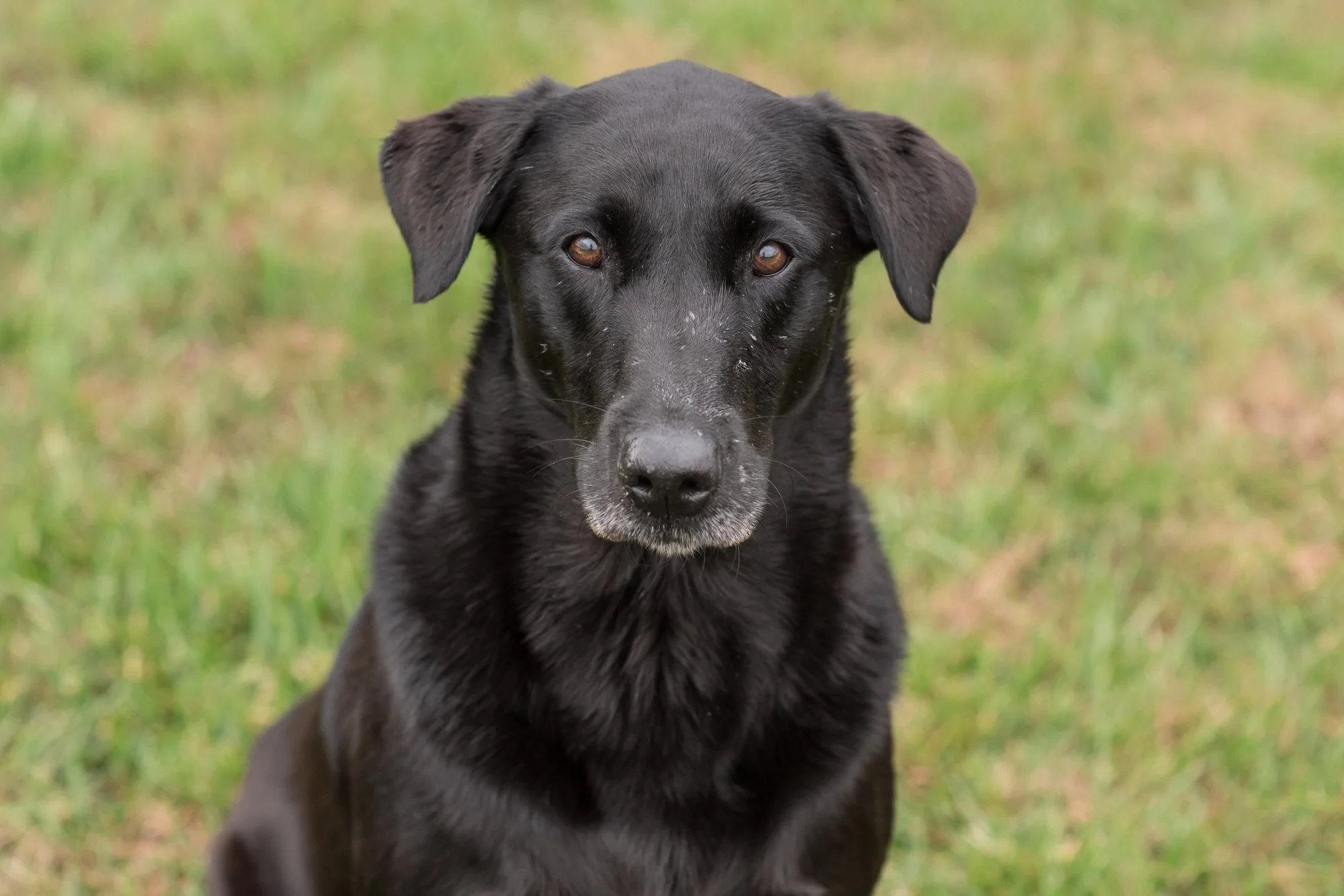 Old-Black-Lab-WEB-Red_Leash_2016-G16_6530.jpg