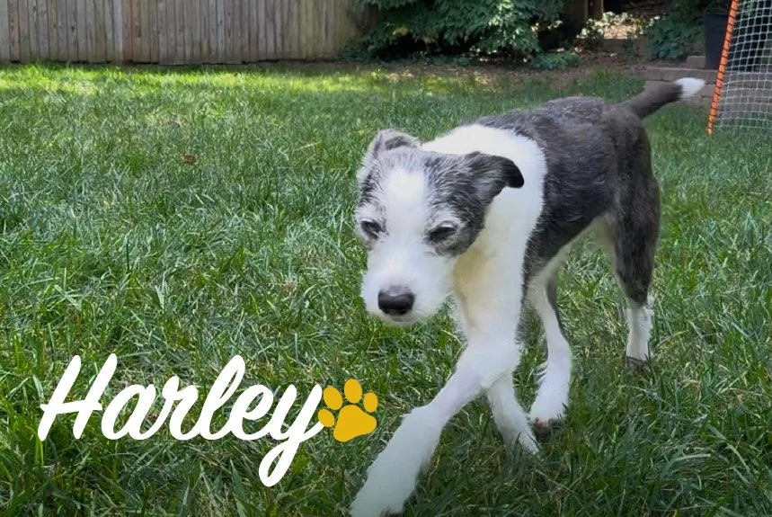Paralyzed to Full Recovery: A Pawrent’s Perspective