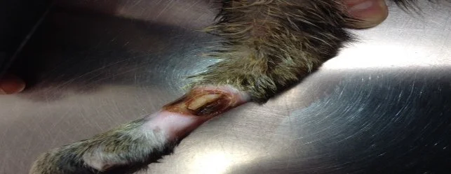 Examples of Enhancing Treatment &amp; Care with Hyperbaric Oxygen Therapy (HBOT): ﻿Non-Healing Wound in a Feline Post-Op&nbsp;