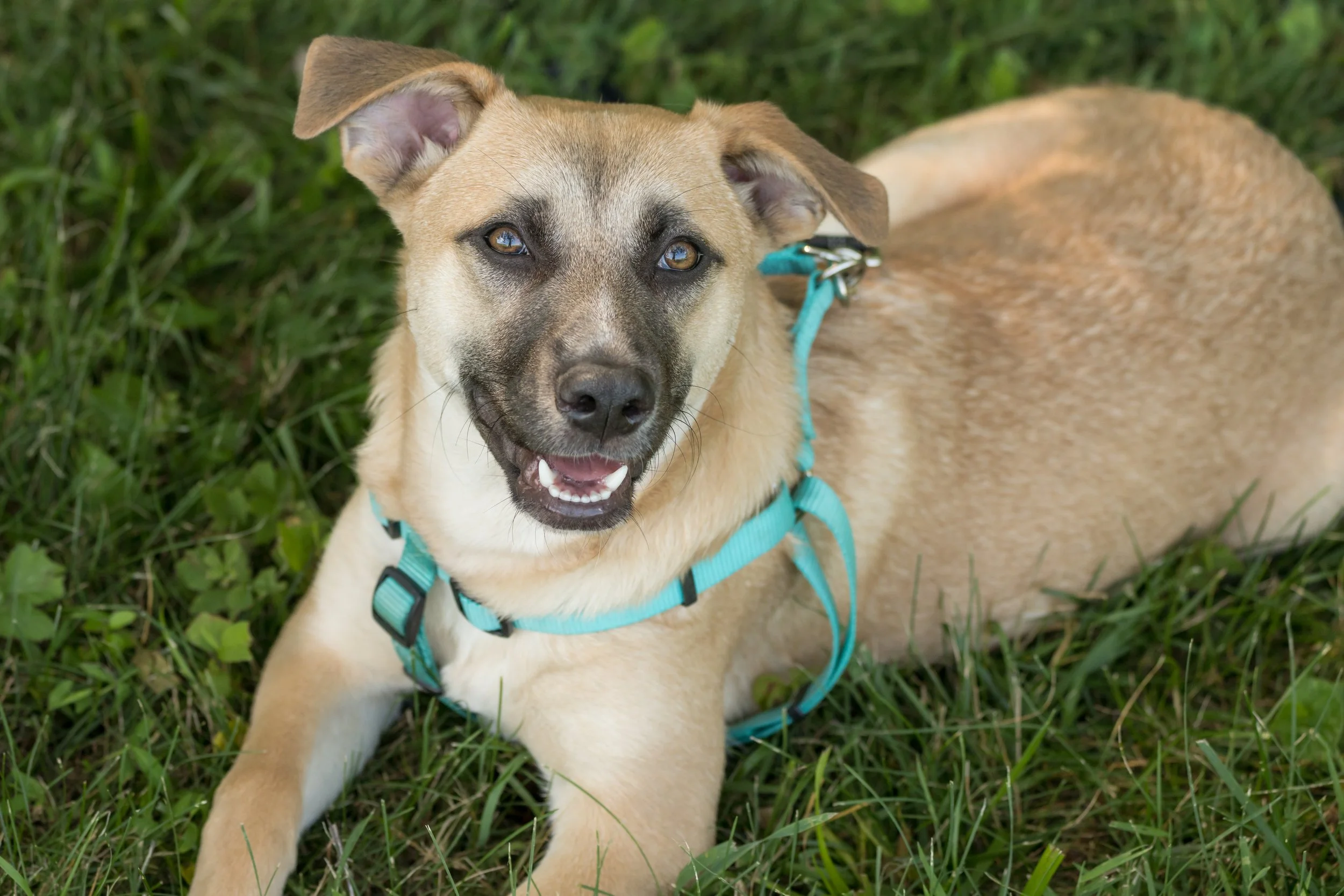 9 Signs Your Dog May Need a Neurological Evaluation for a Possible Brain Tumor