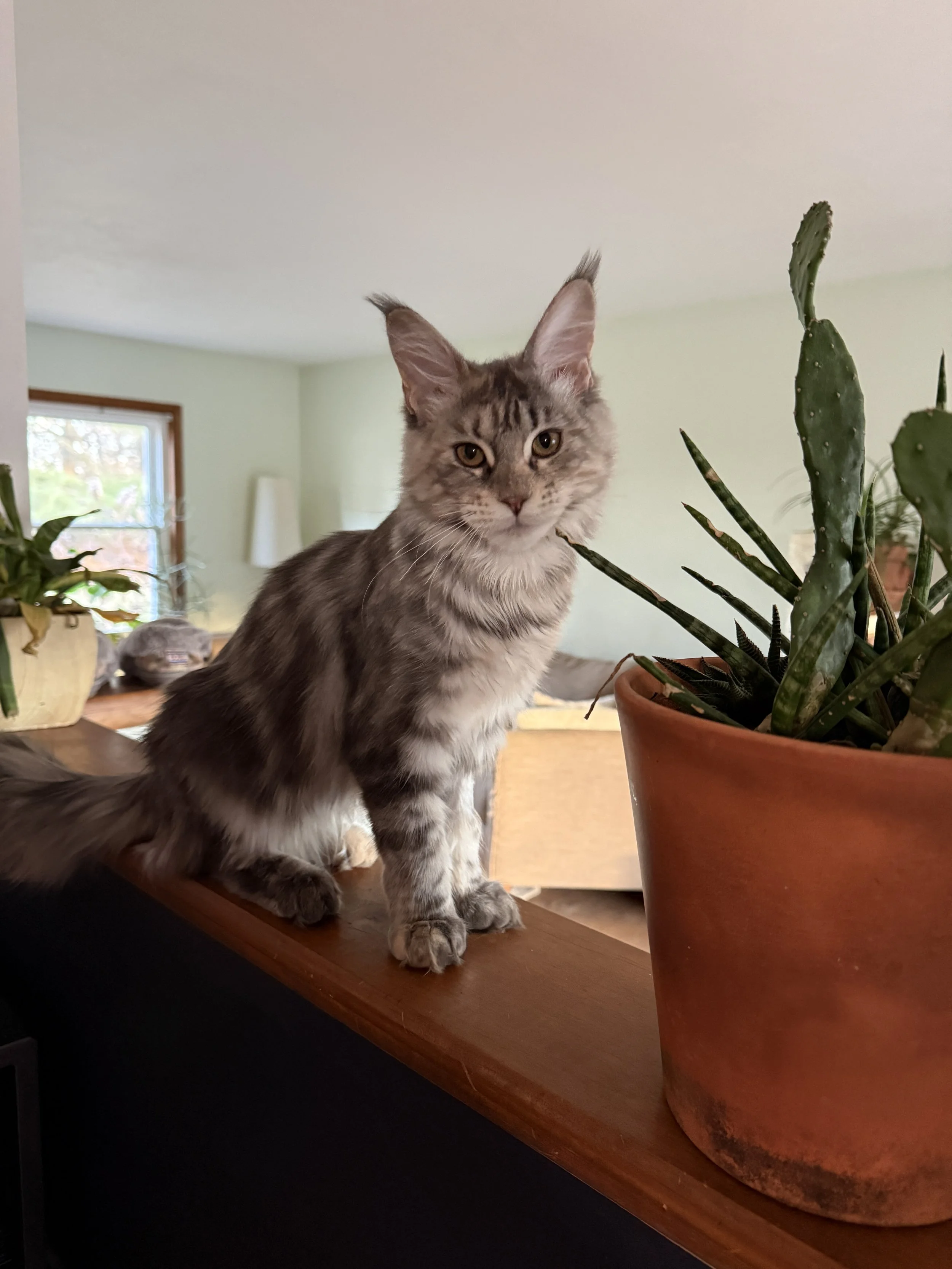 Successful Treatment of Diskospondylitis: A Rare Disease in A Young Cat