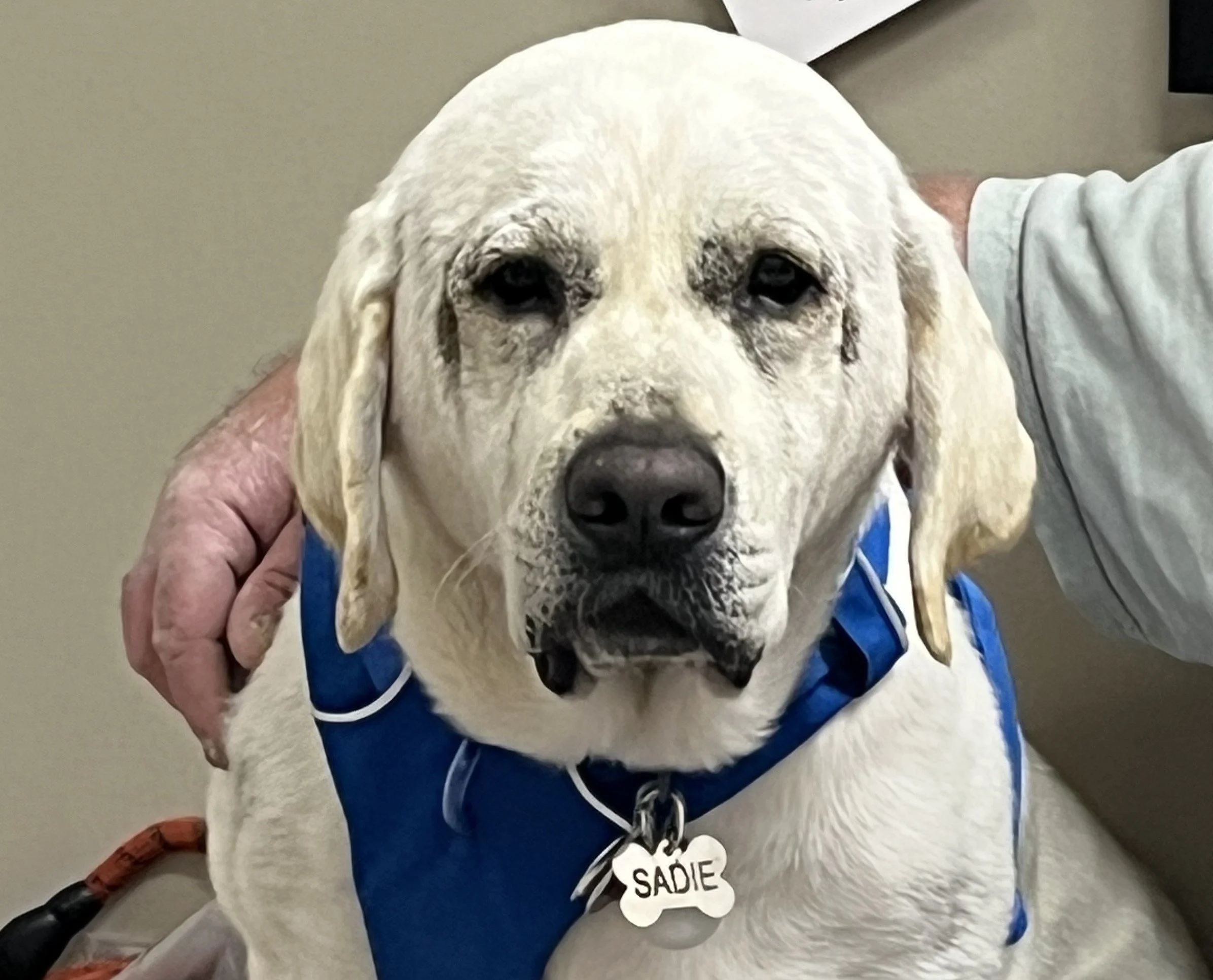 When It’s Not A Seizure: Treating Dogs with Paroxysmal Dyskinesia