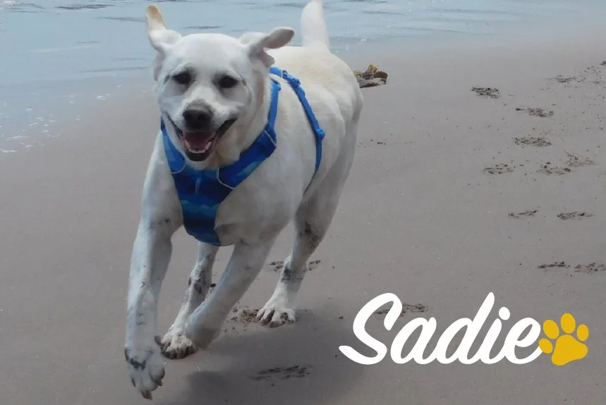 When It’s Not A Seizure: Treating Dogs with Paroxysmal Dyskinesia