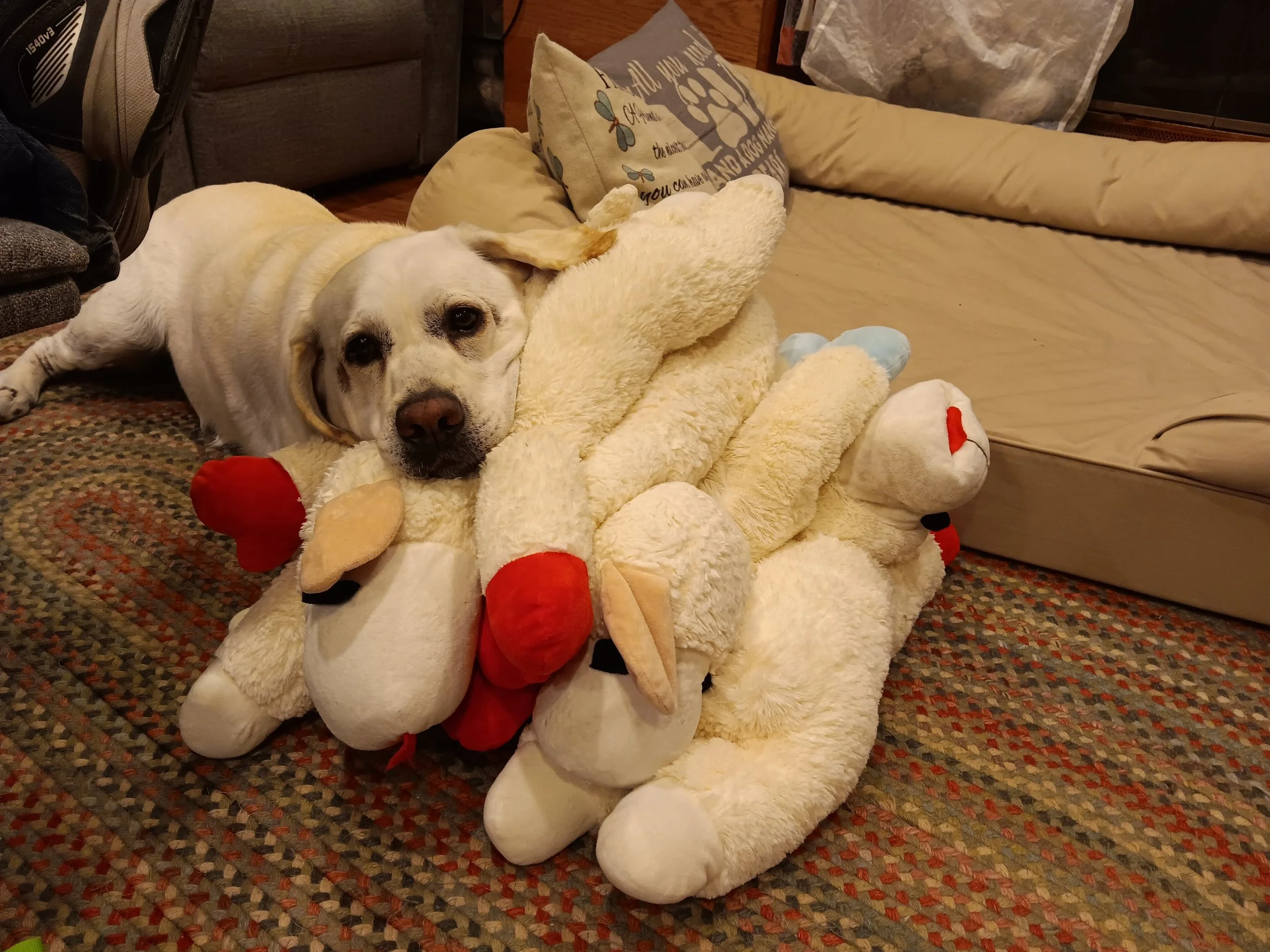Sadie with Lamb Chops.jpg