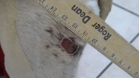 Dog Bite Wound After 18 HBOT sessions.jpg