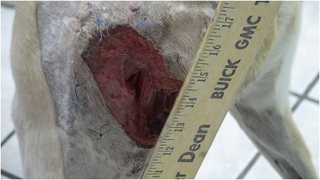 Examples of Enhancing Treatment &amp; Care with Hyperbaric Oxygen Therapy (HBOT): HBOT in the Treatment of﻿ a Non-Healing Dog Attack Wound