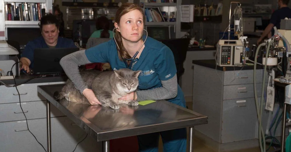 SPINAL CORD DISEASES IN CATS — vetneurochesapeake