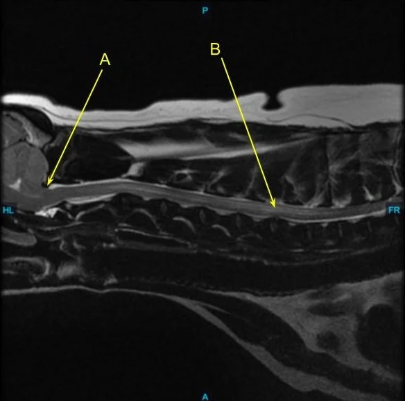MRI showing MUE in a dachshund