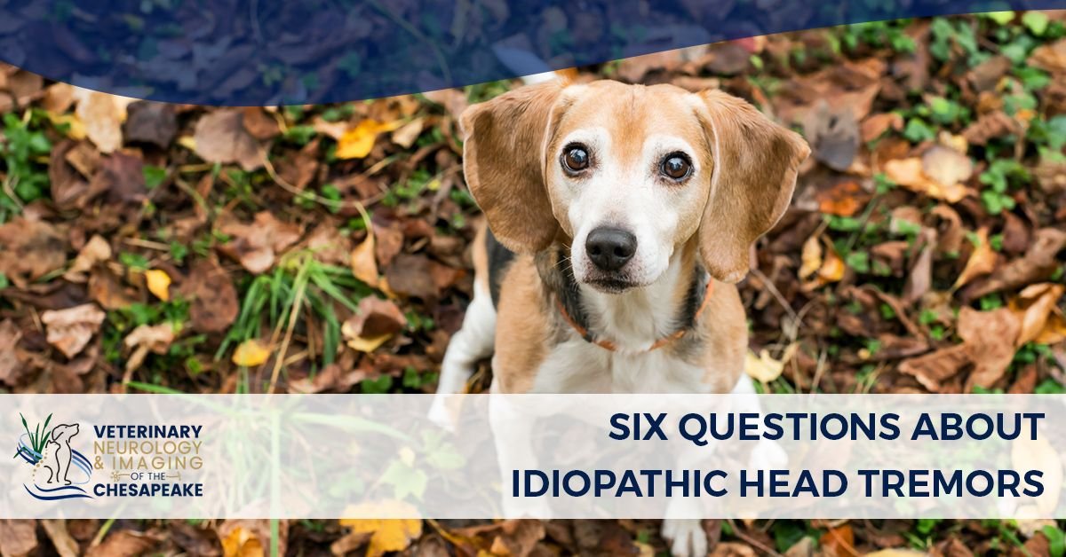 Dog Head Shaking: Causes and What to Do