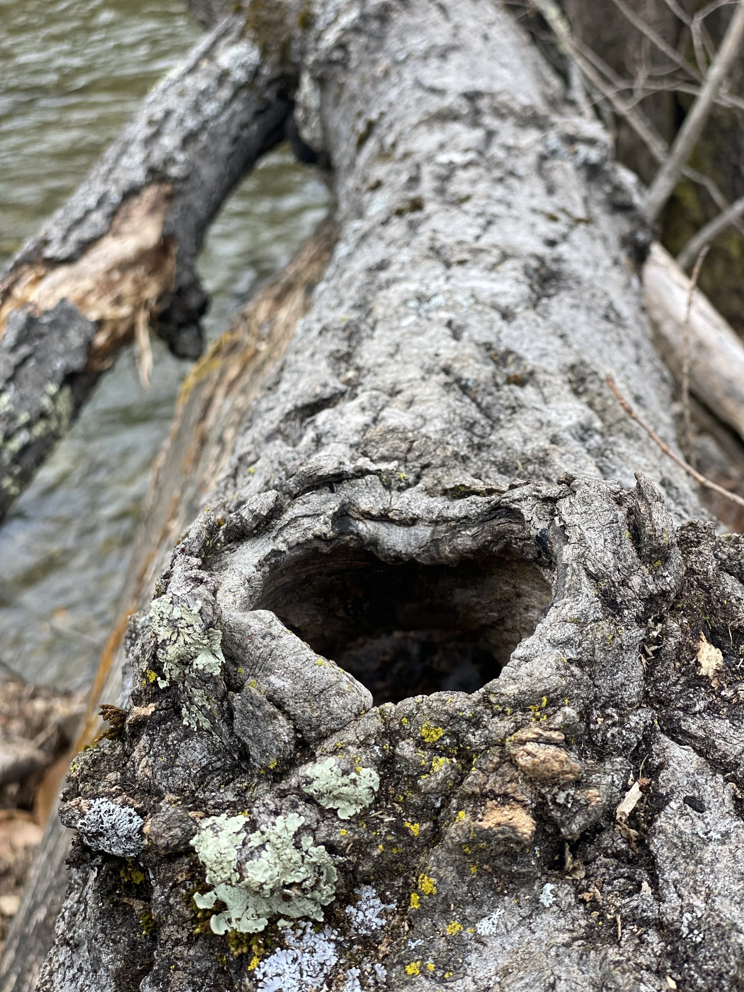 Nature to the Rescue