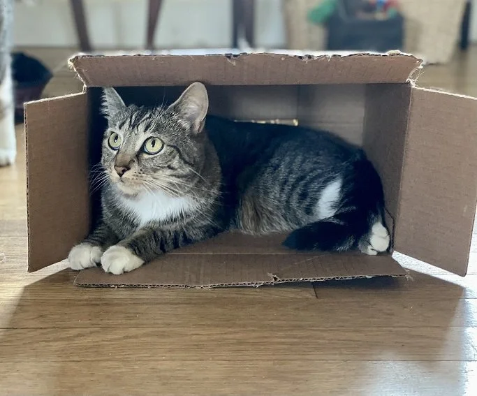 Meet Mabel