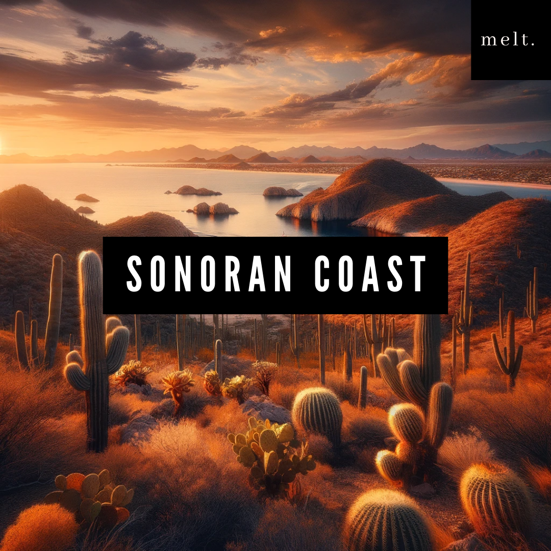 Sonoran Coast candle by Melt, surrounded by elements of cactus and sea salt, representing its fresh and crisp fragrance.