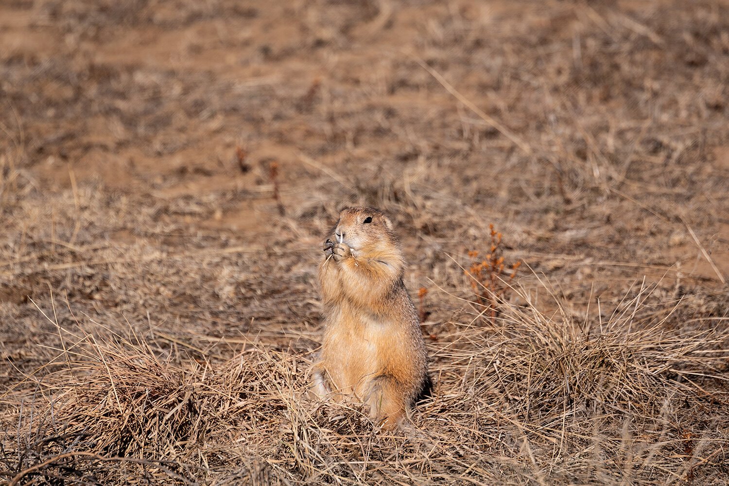 Travels and Curiosities - rocky mountain arsenal prairie dogs.JPG