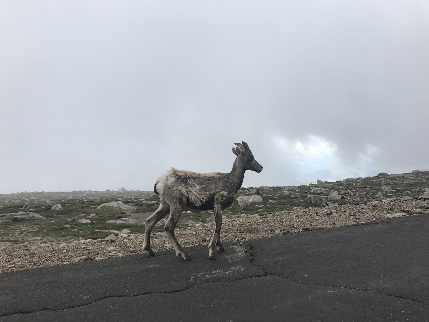 Travels and Curiosities - Mount Evans Scenic Byway
