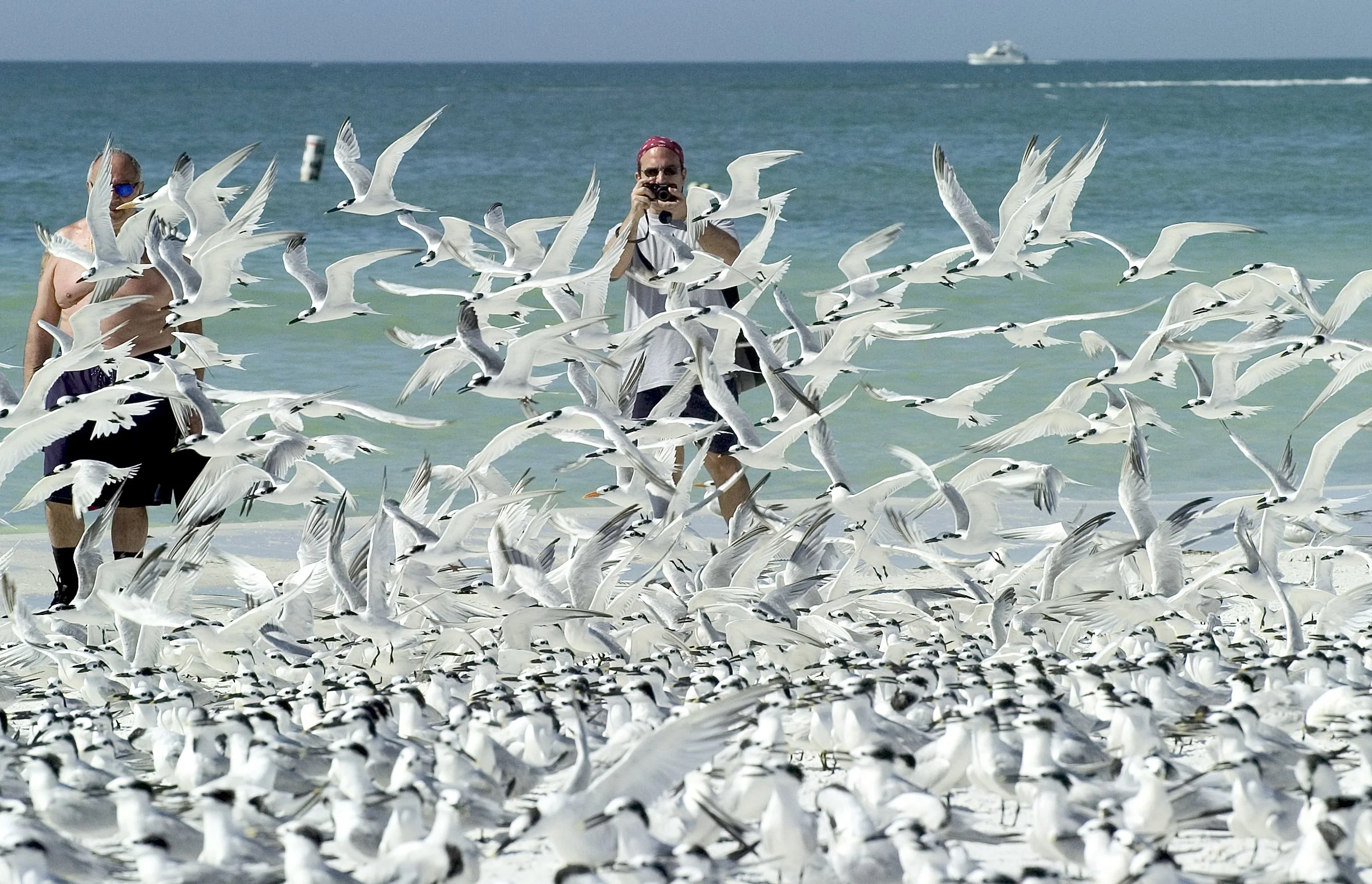SBIRDS27A_6177535.JPG