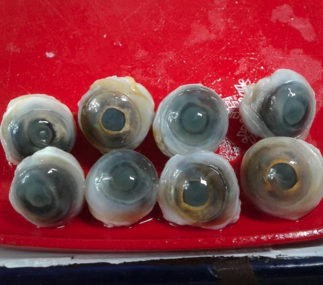 Preserved Eyeball - OddArticulations, LLC