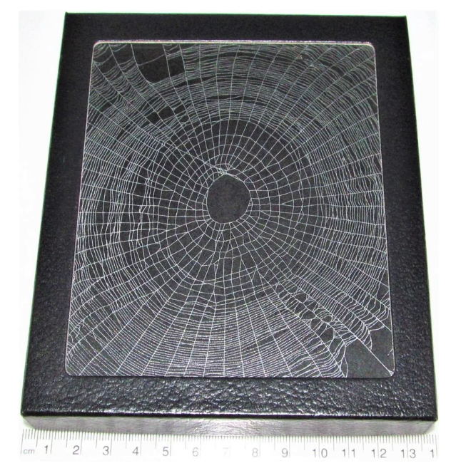 Real Framed Preserved Orb Weaver Spiderweb