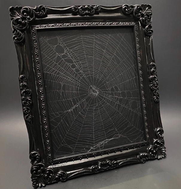 Preserved Spider Web Real Specimen