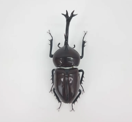 Kabutomushi, Japanese Rhinoceros Glass Beetle Sculpture