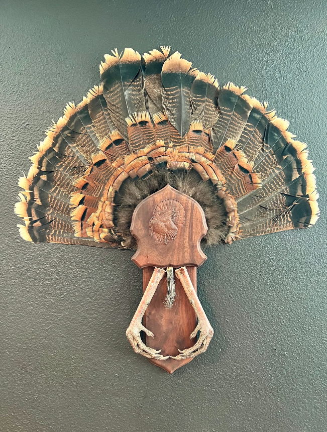 Turkey Fan and Beard Mount