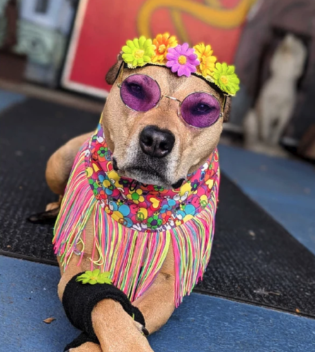 Hippie Dog Costume