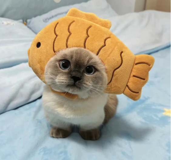 Taiyaki Fish Cat Costume