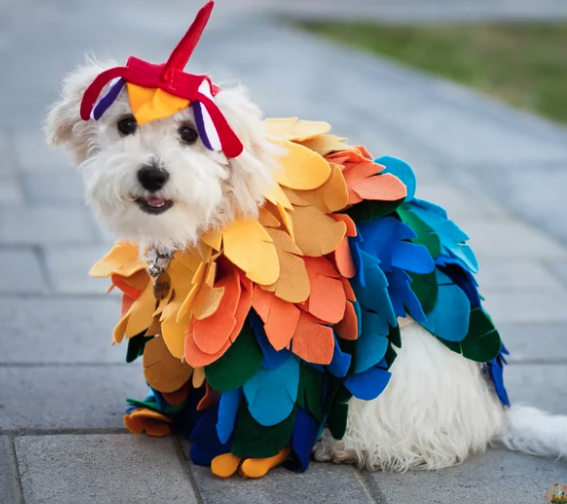 Bird Pet Costume