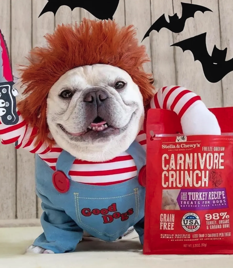 Halloween Pet Costume