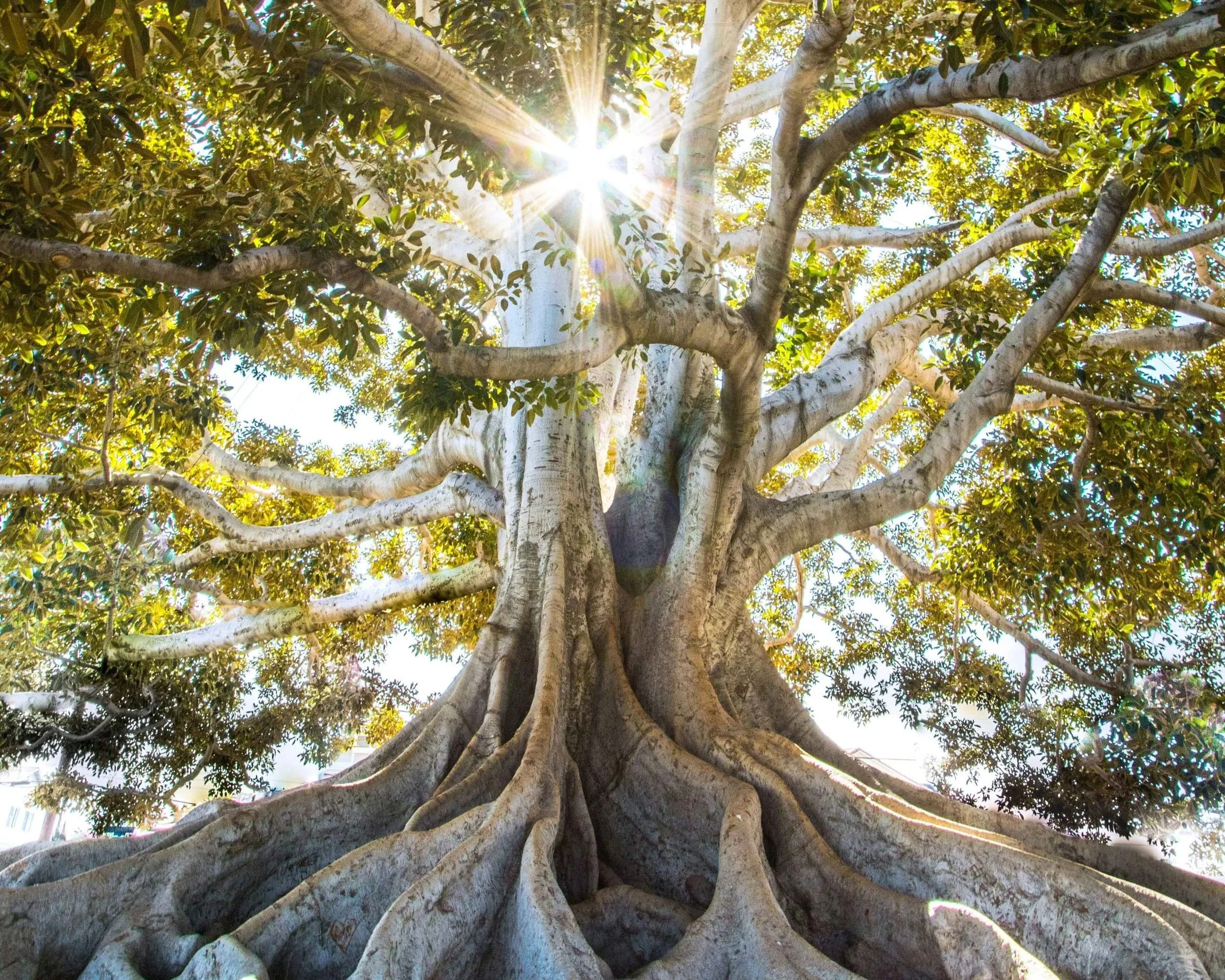 Tree with profound roots symbolizing growth