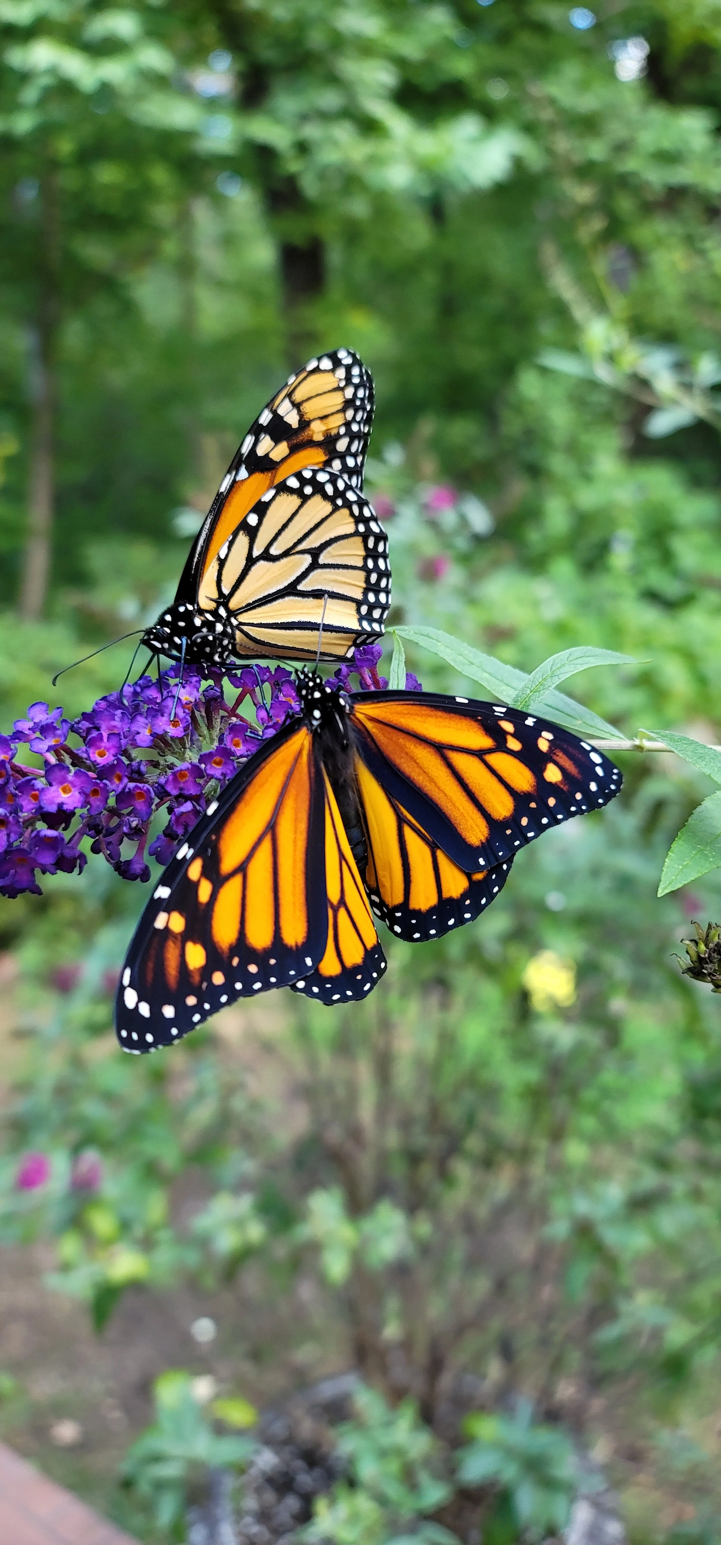 Monarch Ranch