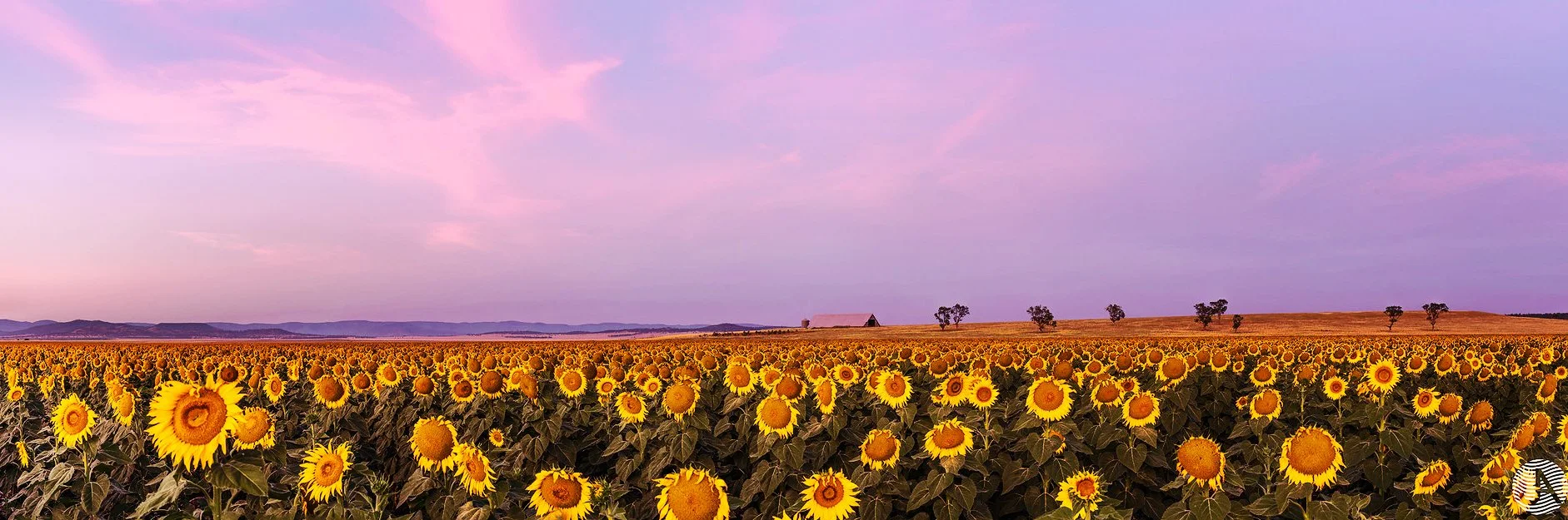 Sunflowers Cropped copy.jpg