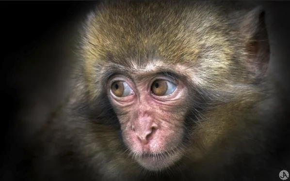 Japan Snow Monkeys.jpg