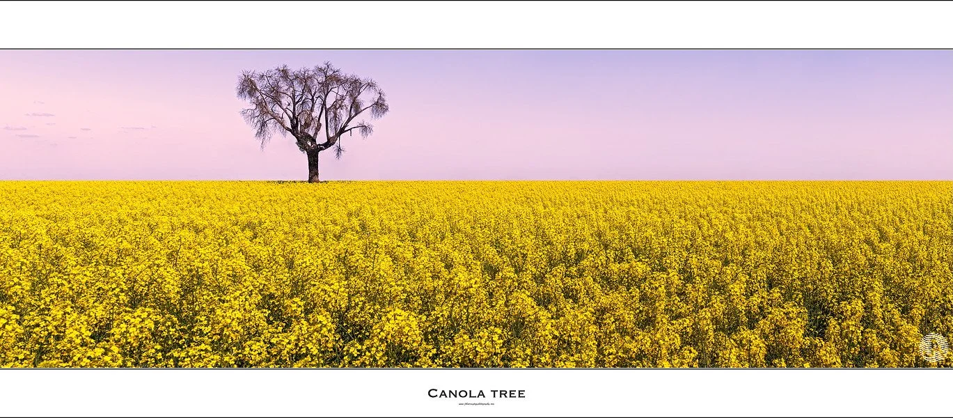 CanolaTree.jpeg