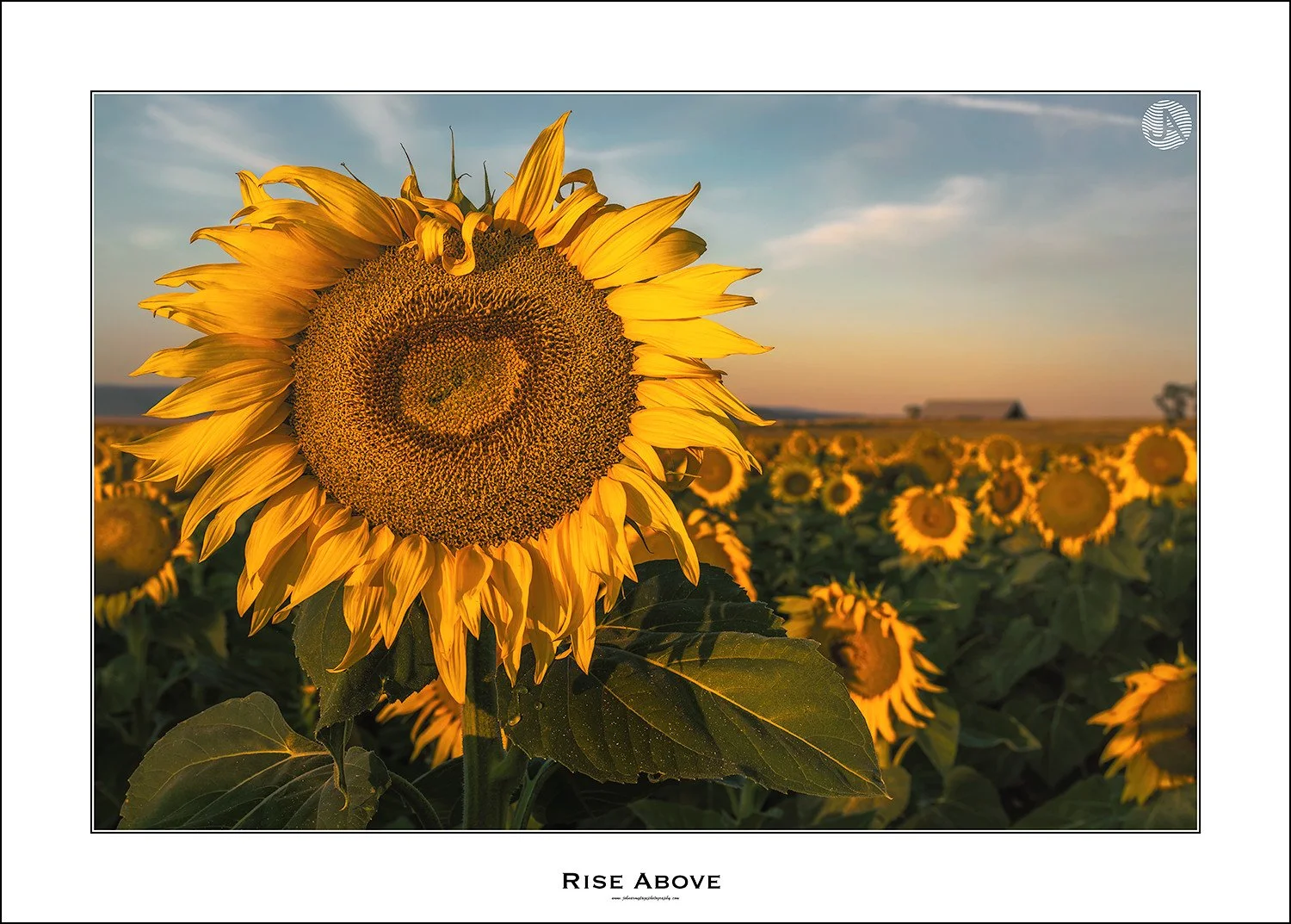 Sunflower3.jpg