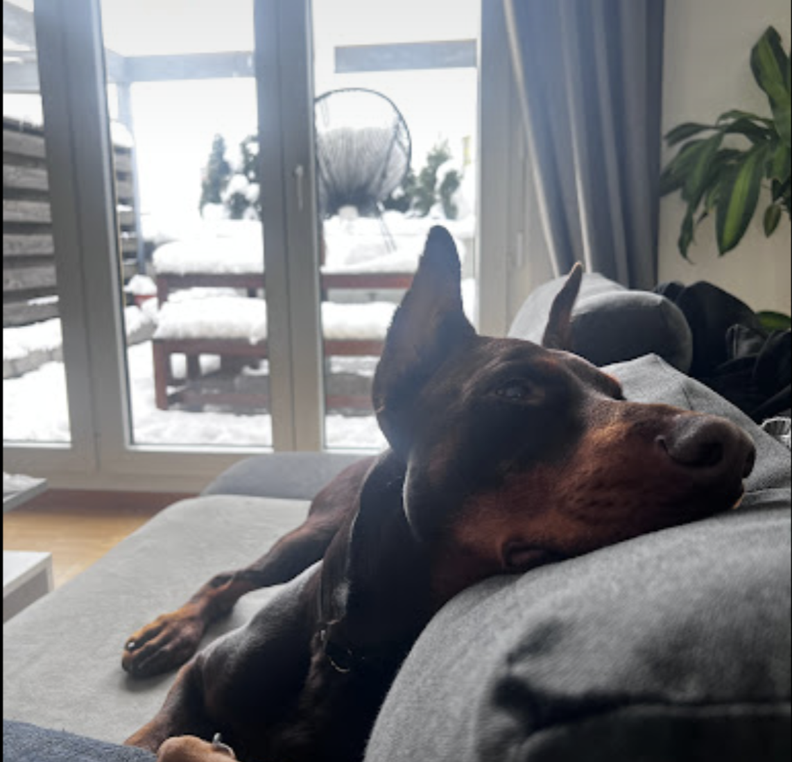 A dog lying on a gray couch inside a house, with a snowy outdoor scene visible through a glass sliding door in the background.