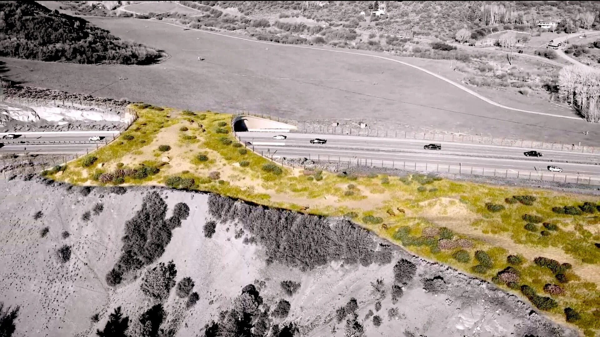 The RFV’s Wildlife-Vehicle Collision Problem Deemed Solvable